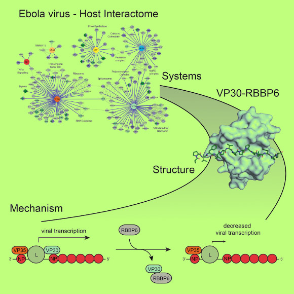 RBBP6 helps fight Ebola virus by interfering with the virus replication cycle. Image credit: Batra et al, doi: 10.1016/j.cell.2018.08.044.
