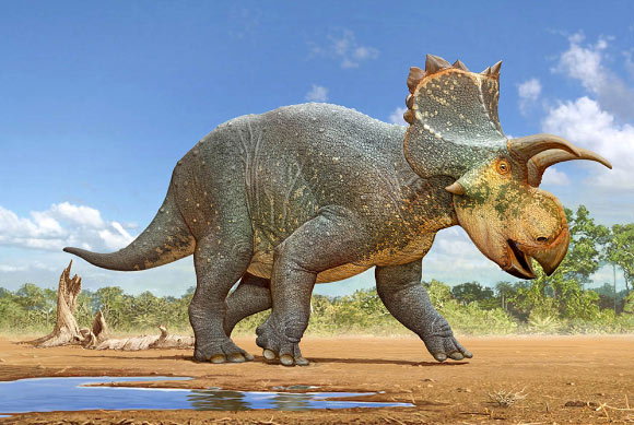 Life reconstruction of Crittendenceratops krzyzanowskii. Image credit: Sergey Krasovskiy.