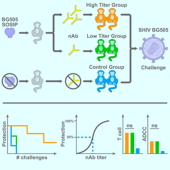 Env protein-based vaccination strategies can protect against hard-to-neutralize SHIV challenge in rhesus macaques. Image credit: Pauthner et al, doi: 10.1016/j.immuni.2018.11.011.