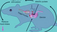 Operation principle of the vagus nerve stimulation (VNS) system schematically showing the pathway for biphasic electric signal generation and VNS. Image credit: Yao et al, doi: 10.1038/s41467-018-07764-z.