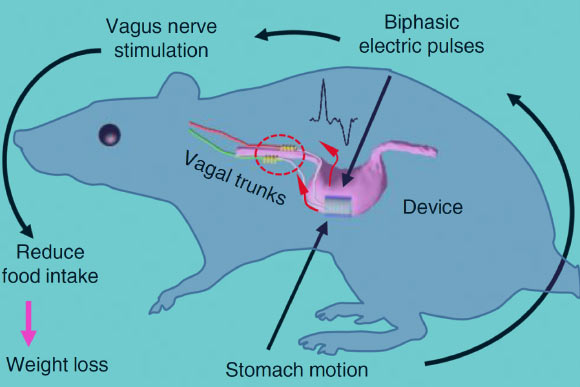 Operation principle of the vagus nerve stimulation (VNS) system schematically showing the pathway for biphasic electric signal generation and VNS. Image credit: Yao et al, doi: 10.1038/s41467-018-07764-z.