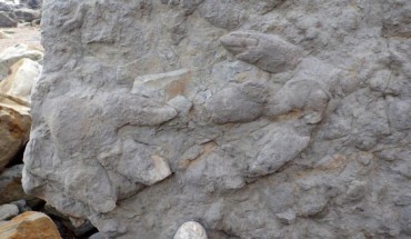 Two large iguanodontian footprints with skin and claw impressions from the Lee Ness Sandstone of the Ashdown Formation. Image credit: Neil Davies.