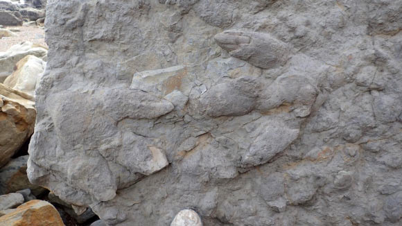Two large iguanodontian footprints with skin and claw impressions from the Lee Ness Sandstone of the Ashdown Formation. Image credit: Neil Davies.