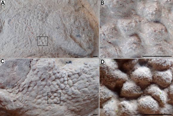 Dinosaur skin textures on footprint casts from the base of the Lee Ness Sandstone. (A, B) Polygonal skin texture on a theropod footprint cast: (A) the full extent of the texture on the toe of the footprint cast; black box shows the extent of B; (B) a close up of the skin texture in A; it is comprised of small, raised sub-rounded polygons; polygons are fairly uniform with small differences in eccentricity. (C, D) Skin texture on an ornithopod footprint cast: (C) extent of the skin texture on the side of the footprint cast; black box shows the extent of D; (D) a close up of the skin texture in (C); polygons are more pronounced than those in (B), with a greater microtopography but similar size and shapes. Scale bars - 1 cm. Image credit:  Anthony P. Shillito & Neil S. Davies, doi: 10.1016/j.palaeo.2018.11.018.
