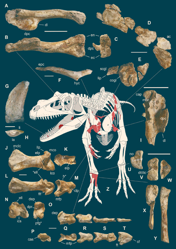 Selected elements used in the diagnosis of Saltriovenator zanellai: right humerus in medial (A), frontal (B) and distal (C) views; (D) left scapula, medial view; (E) right scapular glenoid and coracoid, lateral view; (F) furcula, ventral view; tooth, labial (G) and apical (H) views; (I) left humerus, medial view; right second metacarpal in dorsal (J), lateral (L) and distal (N) views; first phalanx of the right second digit in dorsal (K), lateral (M) and proximal (O) views; (P–T) right third digit in proximal, dorsal and lateral views; (U) right distal tarsal IV, proximal view; third right metatarsal in proximal (V) and frontal (X) views; second right metatarsal, proximal (W) and frontal (Y) views; (Z) reconstructed skeleton showing identified elements (red). Abbreviations as in text, asterisks mark autapomorphic traits. Scale bars - 10 cm in (A)–(E), (I), and (U)–(Y); two cm in (F), and (J)–(T); one cm in (G). Image credit: G. Bindellini / C. Dal Sasso / M. Zilioli / M. Auditore.