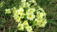 The common primrose (Primula vulgaris). Image credit: GT 1976 / CC BY-SA 4.0.