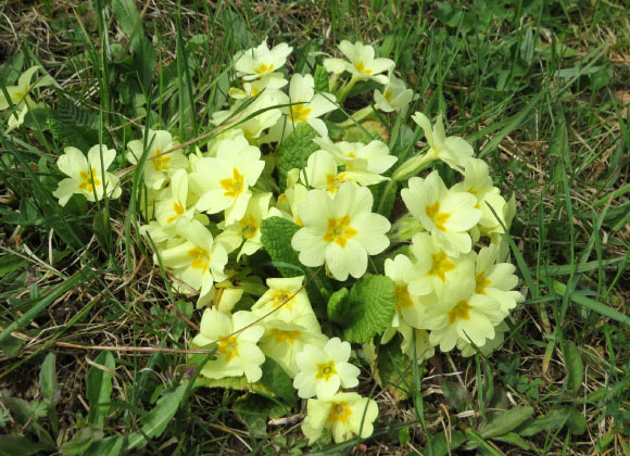 The common primrose (Primula vulgaris). Image credit: GT 1976 / CC BY-SA 4.0.