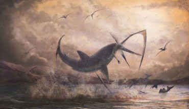Life reconstruction of a c. 8.2 foot (2.5 m) long breaching Cretoxyrhina mantelli biting the neck of a 16.4 foot (5 m) wingspan Pteranodon longiceps. The predatory behavior of this scene is speculative with respect to the data offered by the 80-million-year-old specimen, but reflects the fact that Cretoxyrhina is generally considered a predatory species, the vast weight advantage of the shark against the pterosaur, and the juvenile impulse of the artist to draw an explosive predatory scene. Image credit: Mark Witton.