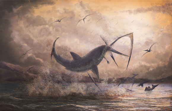 Life reconstruction of a c. 8.2 foot (2.5 m) long breaching Cretoxyrhina mantelli biting the neck of a 16.4 foot (5 m) wingspan Pteranodon longiceps. The predatory behavior of this scene is speculative with respect to the data offered by the 80-million-year-old specimen, but reflects the fact that Cretoxyrhina is generally considered a predatory species, the vast weight advantage of the shark against the pterosaur, and the juvenile impulse of the artist to draw an explosive predatory scene. Image credit: Mark Witton.