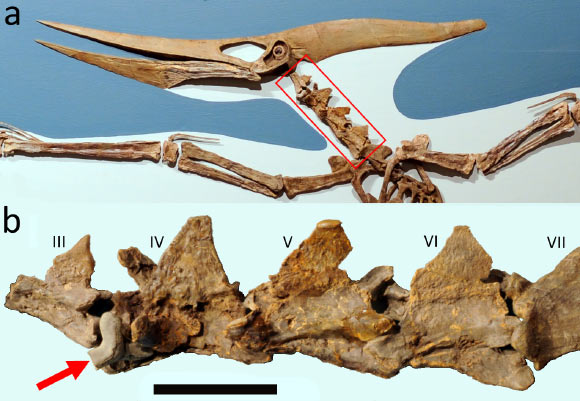 Mounted Pteranodon and close up of the neck: (A) mounted Pteranodon sp. skeleton on display in the Los Angeles County Natural History Museum with highlighted section of the vertebrae shown below; (B) close up of the vertebral series and shark tooth (indicated by an arrow). Cervical vertebrae III-VII are indicated. Scale bar is 50 mm -- this is an approximate value based on published measurements of the vertebrae. Image credit: Stephanie Abramowicz / Dinosaur Institute, Natural History Museum of Los Angeles County / David Hone.