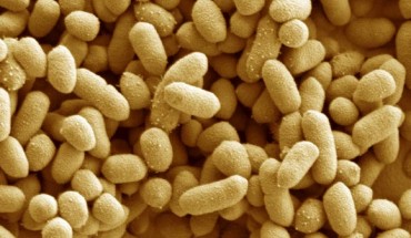 Bacteroides thetaiotaomicron. Image credit: Kathryn Cross & Nikki Horn, Institute of Food Research.