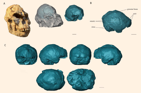 Original skull (left), virtual skull (light gray) showing the endocast in semi-transparency (middle) and virtual endocast (dark blue, right) of the Little Foot: (A) oblique view of the virtual endocast of the Little Foot showing the main cerebral imprints; (B) standard views (anterior, right, posterior, left, superior and inferior) of the Little Foot endocast; (C) photo of the original Little Foot skull. Scale bars - 2 cm. Image credit: Beaudet et al, doi: 10.1016/j.jhevol.2018.11.009.