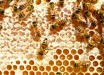 Bees can solve seemingly clever counting tasks with very small numbers of neurons in their brains. Image credit: PollyDot.