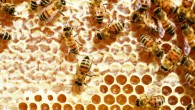 Bees can solve seemingly clever counting tasks with very small numbers of neurons in their brains. Image credit: PollyDot.