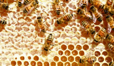 Bees can solve seemingly clever counting tasks with very small numbers of neurons in their brains. Image credit: PollyDot.