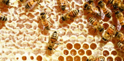 Bees can solve seemingly clever counting tasks with very small numbers of neurons in their brains. Image credit: PollyDot.