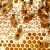 Bees can solve seemingly clever counting tasks with very small numbers of neurons in their brains. Image credit: PollyDot.