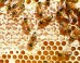Bees can solve seemingly clever counting tasks with very small numbers of neurons in their brains. Image credit: PollyDot.