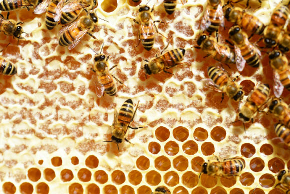 Popov & Szyszka found a prominent spontaneous oscillation around 18 Hz in the honeybee brain that is reduced in amplitude upon olfactory stimulation. Image credit: PollyDot.