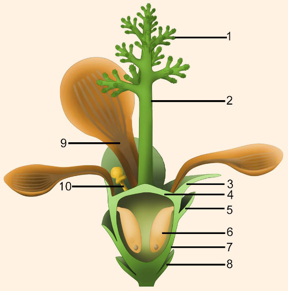 Reconstruction of Nanjinganthus dendrostyla: (1) branches of dendroid style; (2) dendroid style; (3) sepal; (4) ovarian roof; (5) scale; (6) seed; (7) cup-form receptacle/ovary; (8) bract; (9) petal; (10) unknown organ (staminode?). Image credit: Fu et al, doi: 10.7554/eLife.38827.
