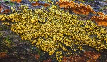 Physarum polycephalum on an oak log. Image credit: Mushroom Observer / CC BY-SA 3.0.