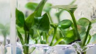 Genetically modified pothos ivy (Epipremnum aureum). Image credit: Mark Stone / University of Washington.