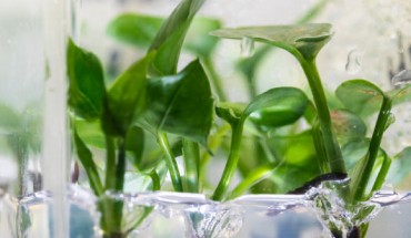 Genetically modified pothos ivy (Epipremnum aureum). Image credit: Mark Stone / University of Washington.