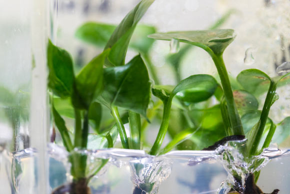 Genetically modified pothos ivy (Epipremnum aureum). Image credit: Mark Stone / University of Washington.