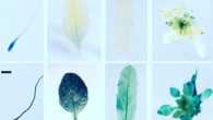 Histochemical staining of Arabidopsis thaliana: (i) 7-day-old seedling primary root tip, (ii) rosette leaf, (iii) cauline leaf and (iv) inflorescence of Col-0 and prt6-1 lines expressing wild type VRN2-GUS. Scale bar in (i) - 500 μm. Image credit: Gibbs et al, doi: 10.1038/s41467-018-07875-7.