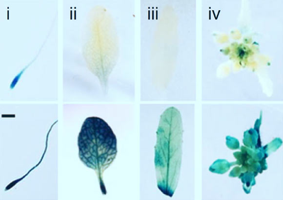 Histochemical staining of Arabidopsis thaliana: (i) 7-day-old seedling primary root tip, (ii) rosette leaf, (iii) cauline leaf and (iv) inflorescence of Col-0 and prt6-1 lines expressing wild type VRN2-GUS. Scale bar in (i) - 500 μm. Image credit: Gibbs et al, doi: 10.1038/s41467-018-07875-7.