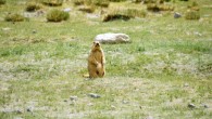 The Himalayan marmot (Marmota himalayana). Image credit: Shauryankar Lingwal / CC BY-SA 4.0.