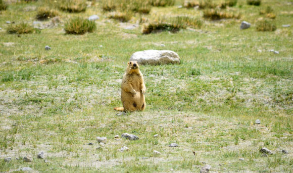 The Himalayan marmot (Marmota himalayana). Image credit: Shauryankar Lingwal / CC BY-SA 4.0.