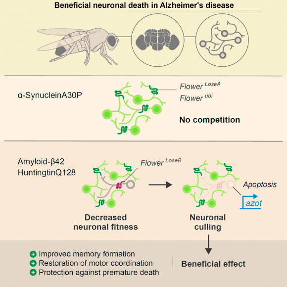 Multicellular organisms eliminate abnormal but viable cells based on their fitness status through cell competition to maintain tissue integrity. Coelho et al report that fitness-based neuronal selection occurs in the course of neurodegeneration. Death of unfit neurons is beneficial, protecting against disease progression by restoring motor and cognitive functions. Image credit: Coelho et al, doi: 10.1016/j.celrep.2018.11.098.