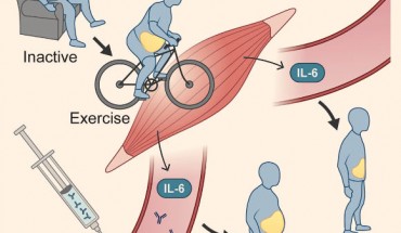 Wedell-Neergaard et al show that in abdominally obese people, exercise-mediated loss of visceral adipose tissue mass requires interleukin-6 (IL-6) receptor signaling. Given that abdominal fat is metabolically harmful to health, the study raises a potentially important side effect of IL-6 receptor antibodies, such as tocilizumab. Image credit: Wedell-Neergaar et al.