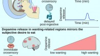 Thanarajah et al combined functional magnetic resonance imaging (fMRI) and positron emission tomography (PET) to assess the brain’s response to food intake and discovered immediate and delayed dopamine release in distinct areas of the human brain; the study authors also identified areas where dopamine release reflected subjective wanting to eat, shedding light on how the brain transforms energetic signals into the desire to eat. Image credit: Thanaraja et al, doi: 10.1016/j.cmet.2018.12.006.