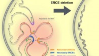 Sima et al found that cis-regulatory elements control the 3D compartmentalization, architecture of the genome, and replication timing in a CTCF-independent manner. Image credit: Sima et al, doi: 10.1016/j.cell.2018.11.036.