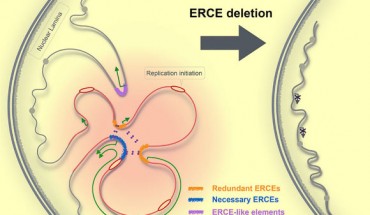 Sima et al found that cis-regulatory elements control the 3D compartmentalization, architecture of the genome, and replication timing in a CTCF-independent manner. Image credit: Sima et al, doi: 10.1016/j.cell.2018.11.036.