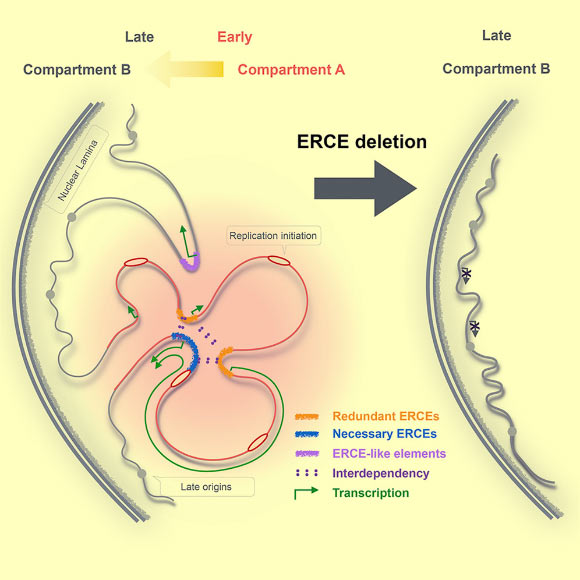 Sima et al found that cis-regulatory elements control the 3D compartmentalization, architecture of the genome, and replication timing in a CTCF-independent manner. Image credit: Sima et al, doi: 10.1016/j.cell.2018.11.036.