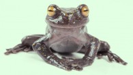 Hyloscirtus hillisi. Image credit: Gustavo Pazmiño, BIOWEB Ecuador.