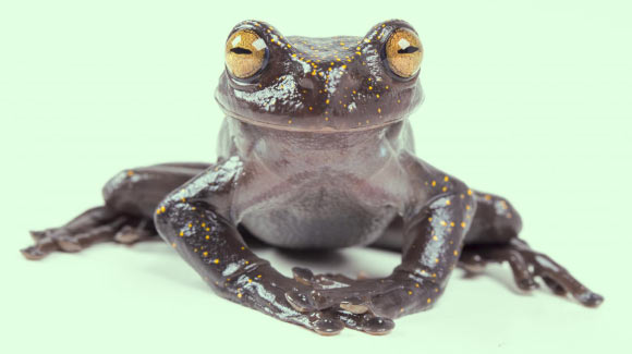 Hyloscirtus hillisi. Image credit: Gustavo Pazmiño, BIOWEB Ecuador.