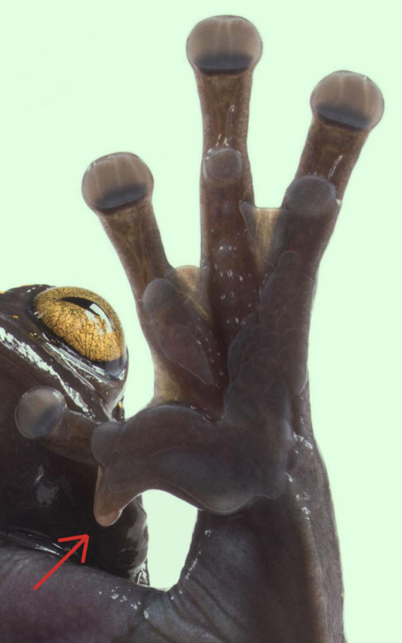 Unlike other frogs, Hyloscirtus hillisi has a claw at the base of the thumb. Image credit: Gustavo Pazmiño, BIOWEB Ecuador.