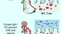 Plasma cells (PC) are found in the central nervous system of multiple sclerosis patients, yet their source and role in multiple sclerosis remains unclear. Rojas et al find that some PC in the central nervous system of mice with experimental autoimmune encephalomyelitis (EAE) originate in the gut and produce immunoglobulin A (IgA). Moreover, the researchers show that IgA + PC are dramatically reduced in the gut during EAE, and likewise, a reduction in IgA-bound fecal bacteria is seen in multiple sclerosis patients during disease relapse. Image credit: Rojas et al, doi: 10.1016/j.cell.2018.11.035.