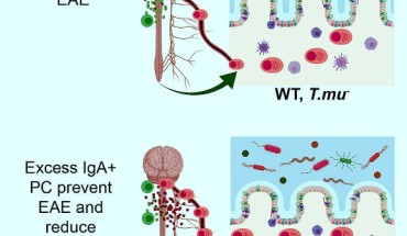 Plasma cells (PC) are found in the central nervous system of multiple sclerosis patients, yet their source and role in multiple sclerosis remains unclear. Rojas et al find that some PC in the central nervous system of mice with experimental autoimmune encephalomyelitis (EAE) originate in the gut and produce immunoglobulin A (IgA). Moreover, the researchers show that IgA + PC are dramatically reduced in the gut during EAE, and likewise, a reduction in IgA-bound fecal bacteria is seen in multiple sclerosis patients during disease relapse. Image credit: Rojas et al, doi: 10.1016/j.cell.2018.11.035.