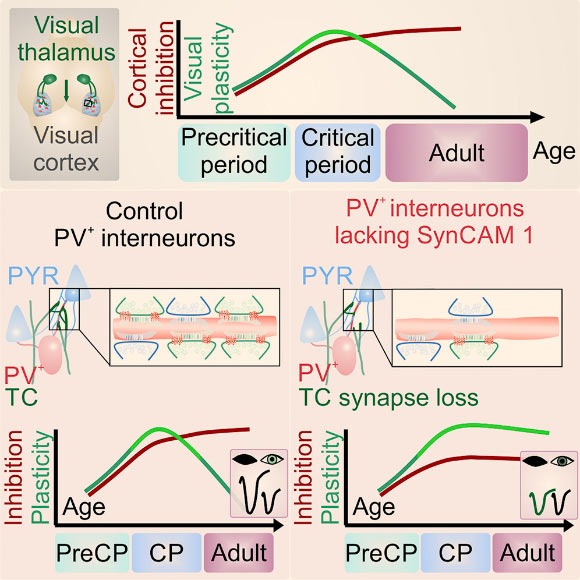 Ribic et al show that brain plasticity is actively restricted by the synapse-organizing molecule SynCAM 1. The protein acts in parvalbumin interneurons to recruit excitatory thalamocortical terminals. This controls the maturation of inhibition and actively limits cortical plasticity, revealing a synaptic locus for closure of cortical critical periods. Image credit: Ribic et al, doi: 10.1016/j.celrep.2018.12.069.
