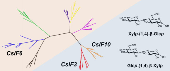 The first of its kind to be discovered in over three decades, the new polysaccharide has potential applications in food, medicine and cosmetics. Image credit: Little et al, doi: 10.1021/acscentsci.8b00568.