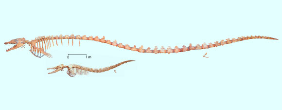 Skeletons of Basilosaurus isis and Dorudon atrox from Wadi Al Hitan, Egypt; both are adult, fully grown, and illustrated at the same scale. Scale bar - 1 m. Image credit: Voss et al, doi: 10.1371/journal.pone.0209021.