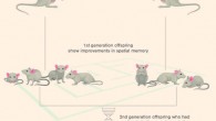 Mice with AD-like symptoms receiving supplemental levels of choline in the womb improved their spatial memory. A second generation bred from these choline-treated mice also showed improved spatial memory, suggesting epigenetic changes in genes. Choline acts to reduce harmful levels of the amino acid homocysteine, converting it to the beneficial chemical methionine. Image credit: Shireen Dooling, Biodesign Institute at Arizona State University.