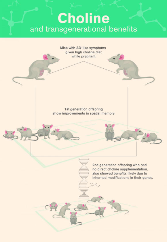 Mice with AD-like symptoms receiving supplemental levels of choline in the womb improved their spatial memory. A second generation bred from these choline-treated mice also showed improved spatial memory, suggesting epigenetic changes in genes. Choline acts to reduce harmful levels of the amino acid homocysteine, converting it to the beneficial chemical methionine. Image credit: Shireen Dooling, Biodesign Institute at Arizona State University.