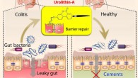 Singh et al show that urolithin A and its potent synthetic analog, UAS03, significantly enhance gut barrier function and inhibit unwarranted inflammation. Image credit: Praveen Kumar Vemula, Institute for Stem Cell Biology and Regenerative Medicine / Venkatakrishna Jala, University of Louisville.
