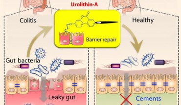 Singh et al show that urolithin A and its potent synthetic analog, UAS03, significantly enhance gut barrier function and inhibit unwarranted inflammation. Image credit: Praveen Kumar Vemula, Institute for Stem Cell Biology and Regenerative Medicine / Venkatakrishna Jala, University of Louisville.